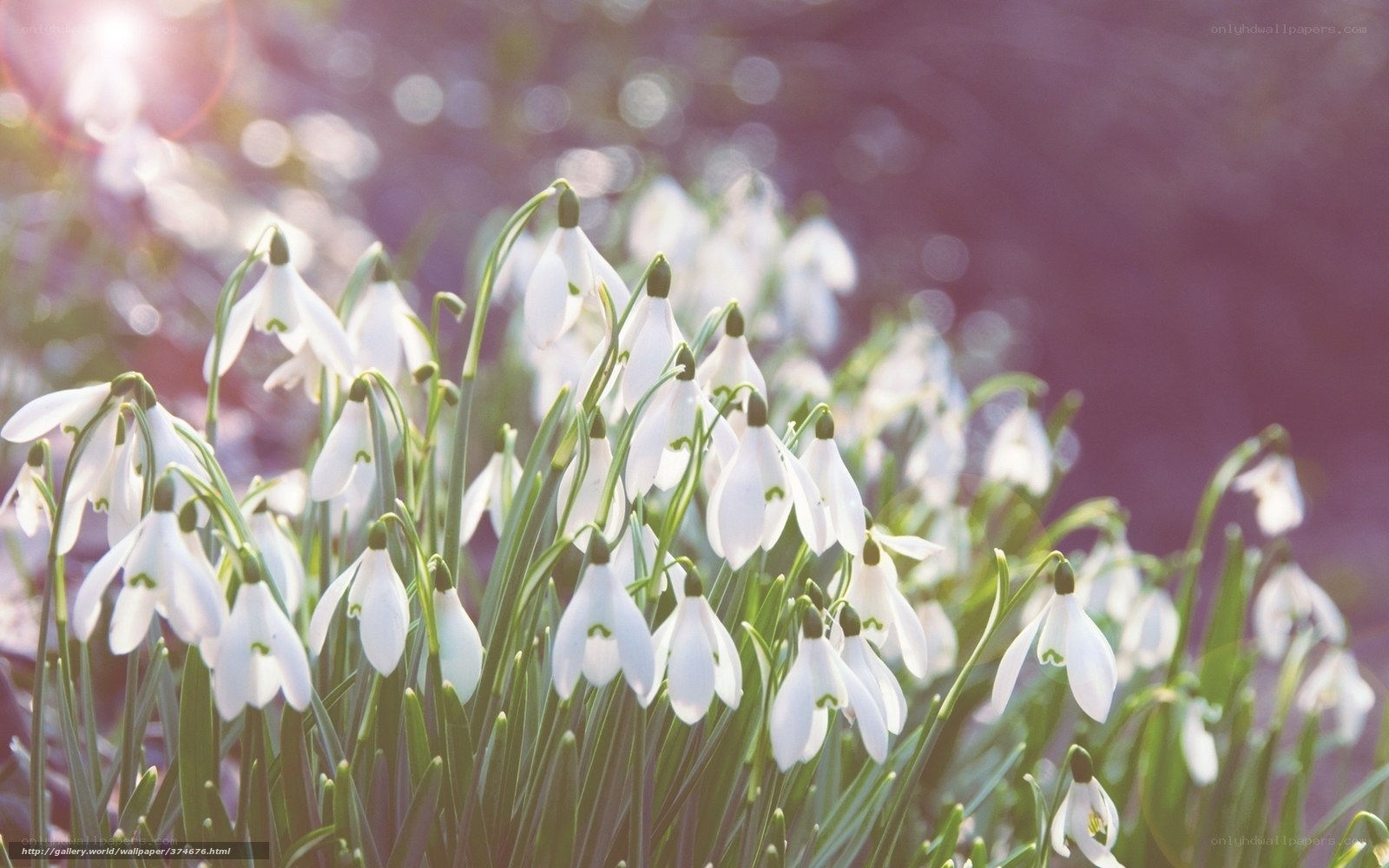 Snowdrops in morning light