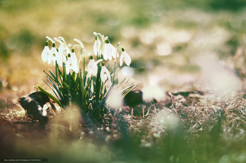 Snowdrops in morning light
