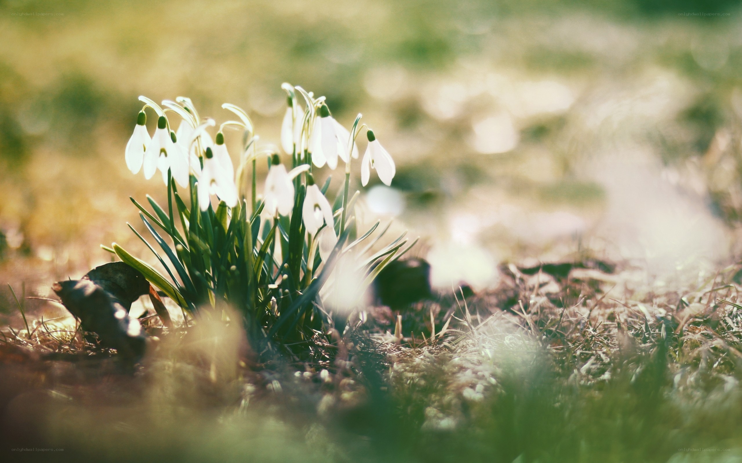 Snowdrops in morning light