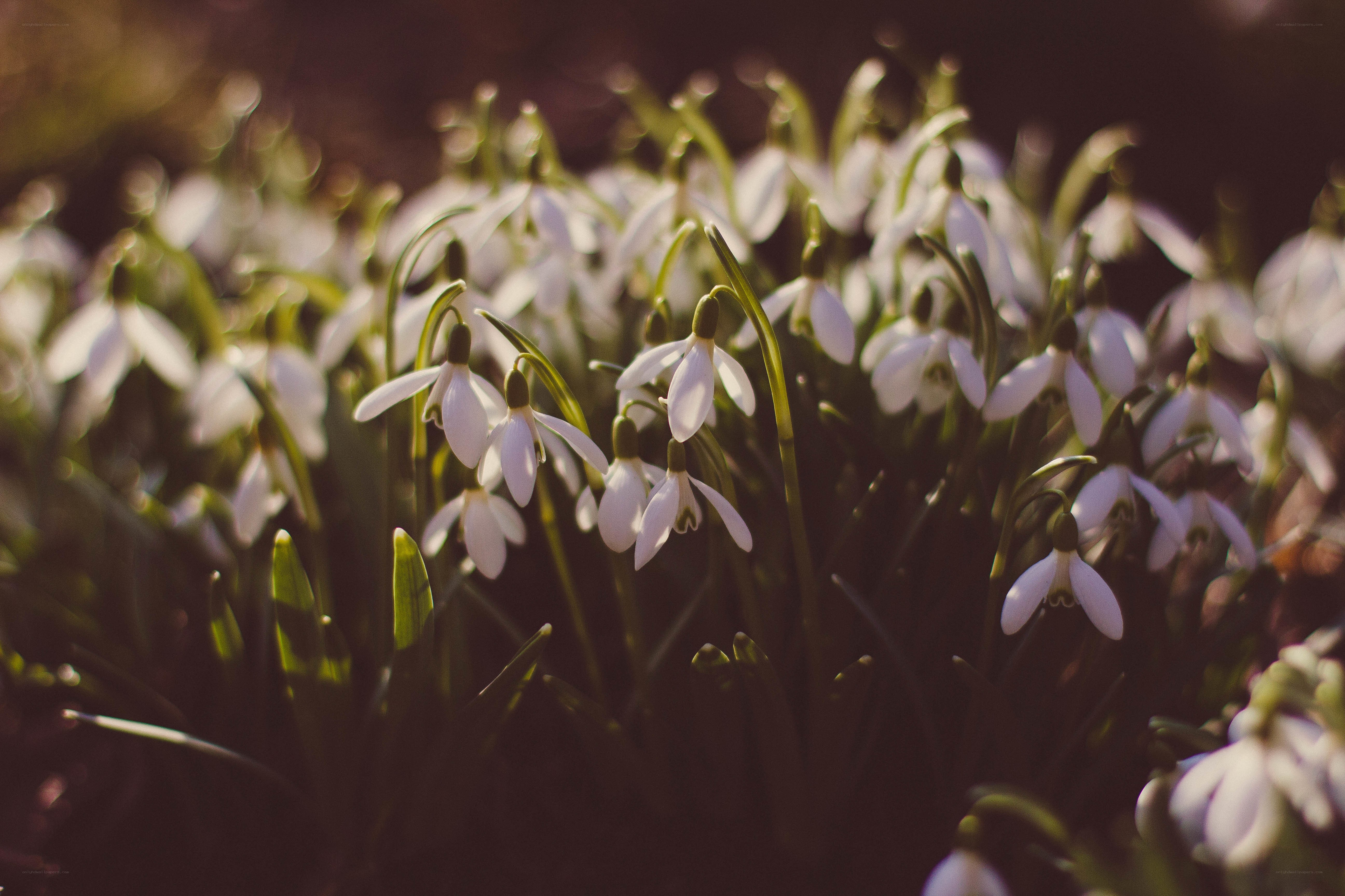 Snowdrops in morning light