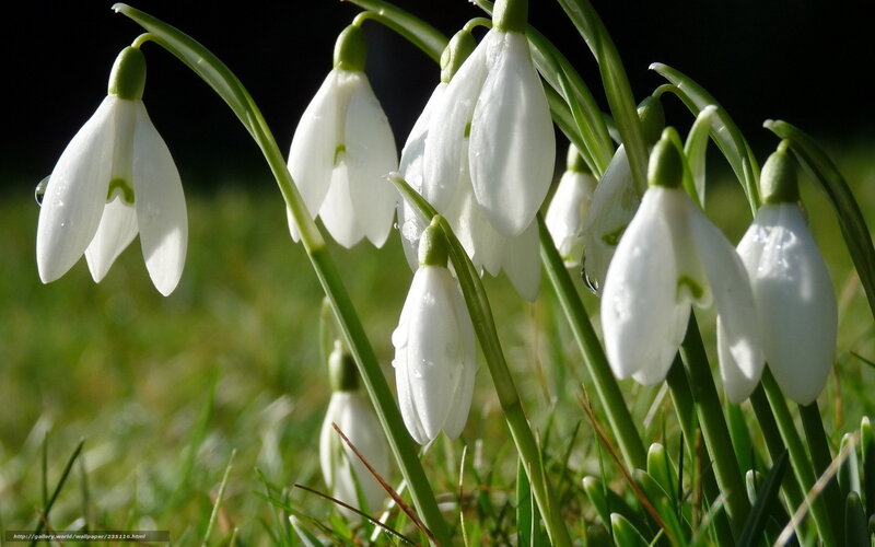 Snowdrops in morning light