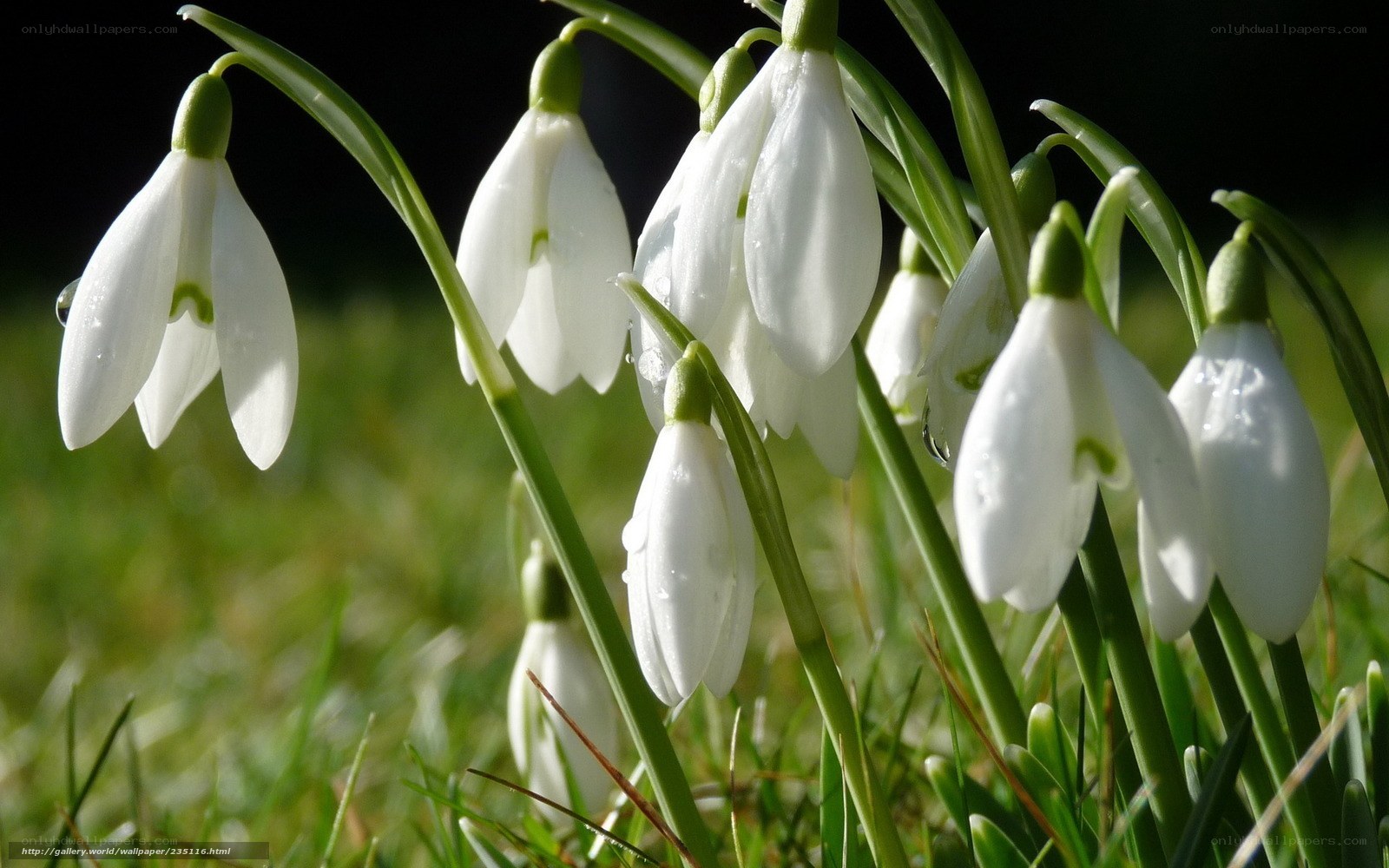 Snowdrops in morning light