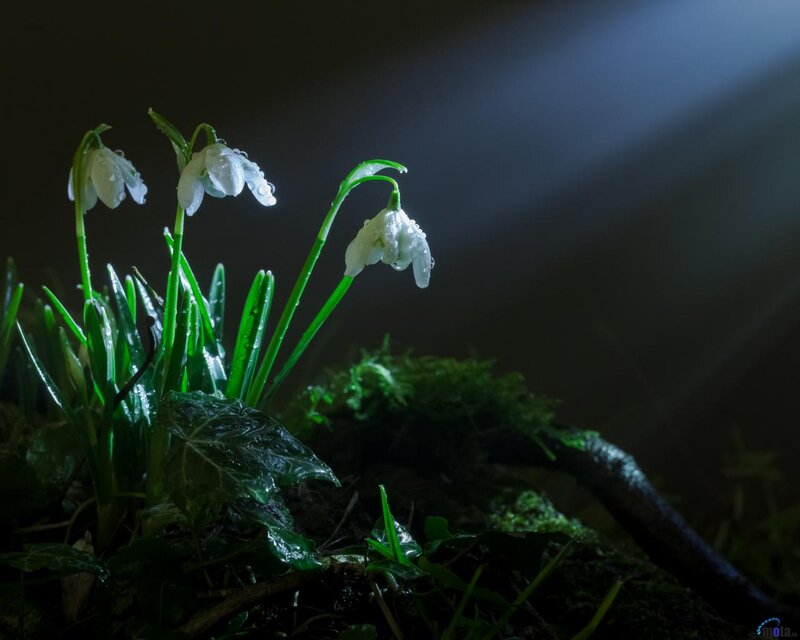 Snowdrops in Moss — Green, Dramatic, Night
