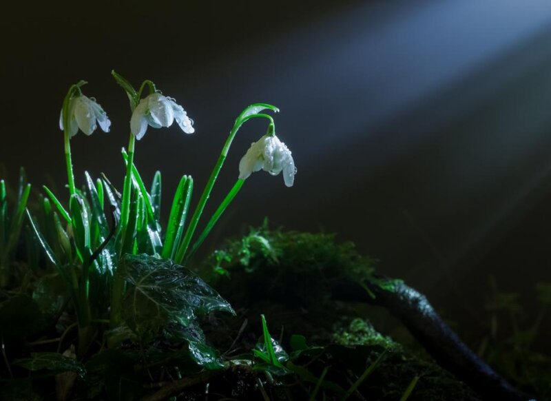 Snowdrops in Moss — Green, Dramatic