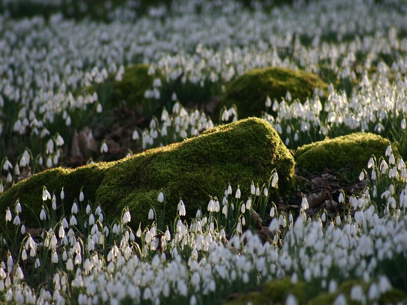 Snowdrops in Moss