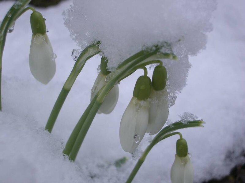 Snowdrops in Snow