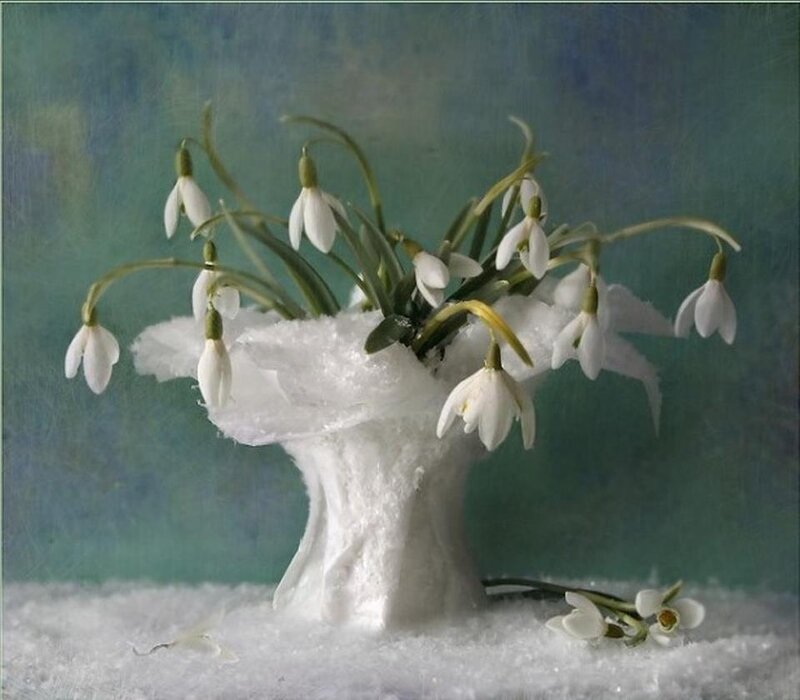 Snowdrops in Snow Vase