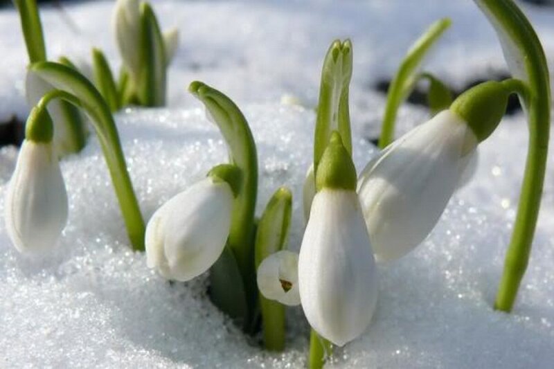 Snowdrops in Snow — White, Calm