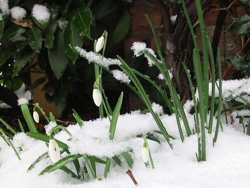 Snowdrops in Snow — White, Calm, Winter, Photograph