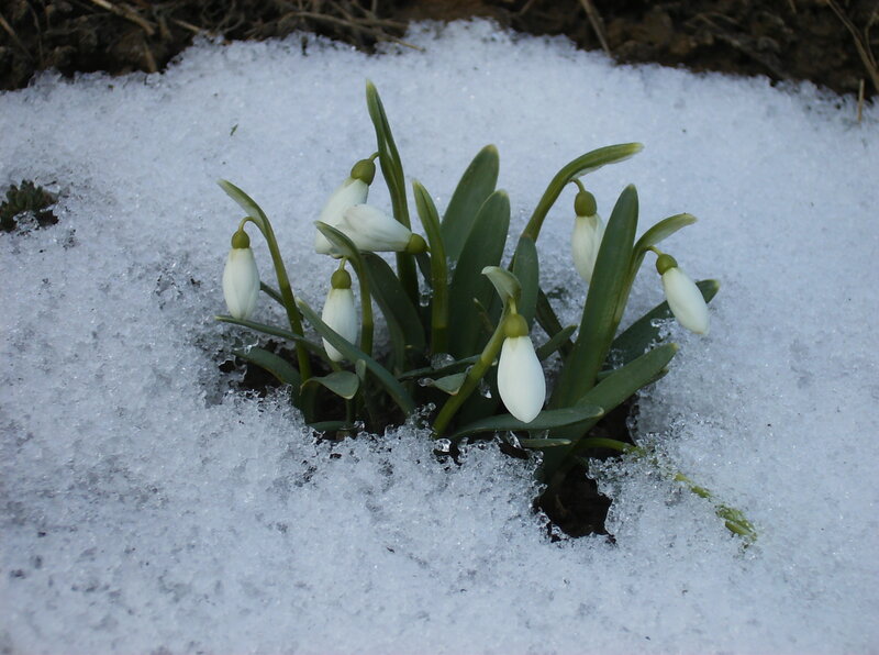 Snowdrops in Snow — White, Calm, Winter