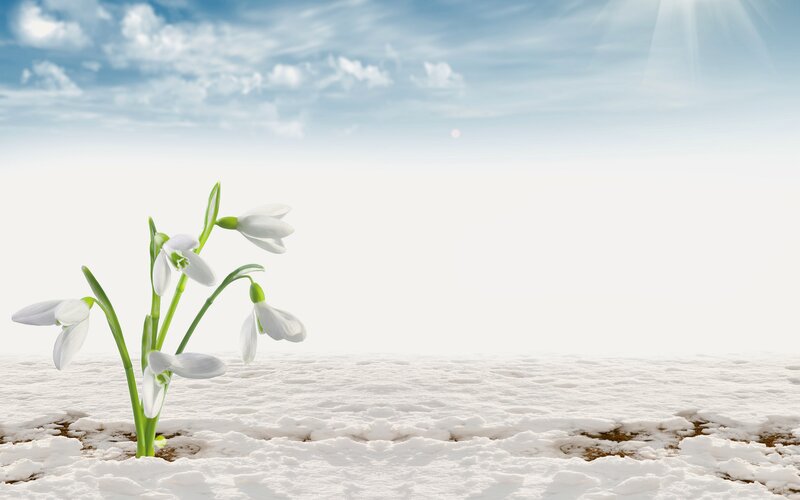 Snowdrops in Snow — White, Serene, Spring, Photograph, Sky
