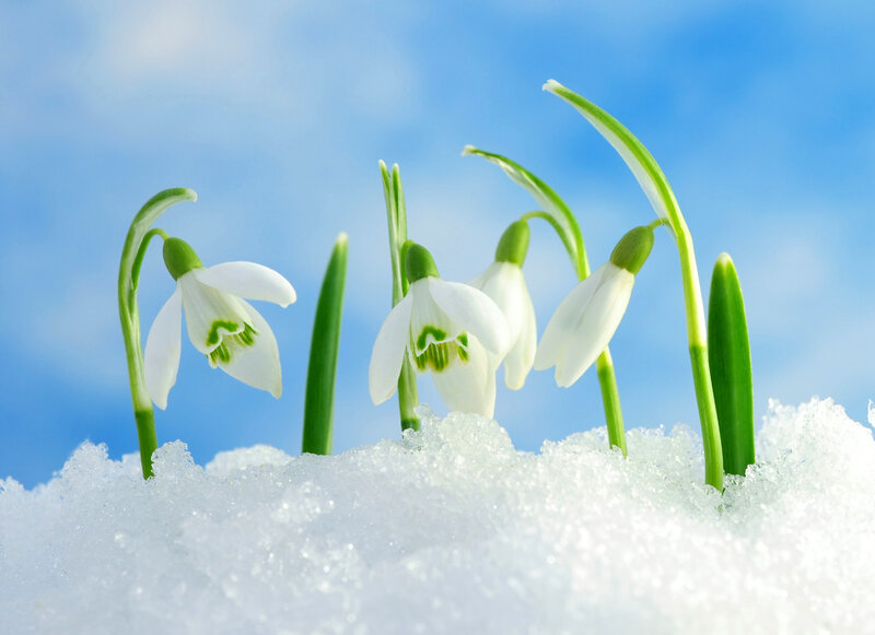 Snowdrops in Snow — White, Serene, Spring, Photograph