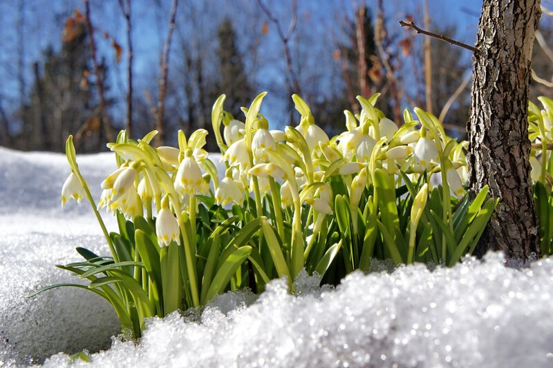 Snowdrops in Snow — White, Serene, Spring, Photograph, Tree