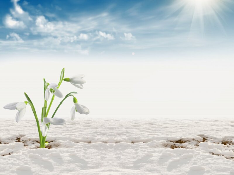 Snowdrops in Snow — White, Serene, Spring