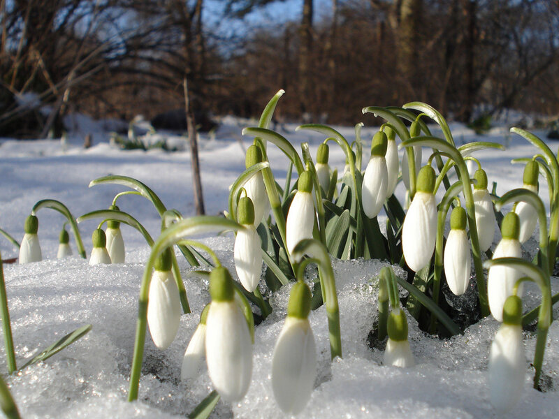 Snowdrops in Snow — White, Serene