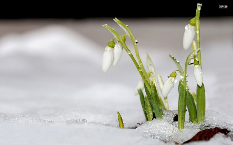 Snowdrops in Snow — White, Serene, Winter, Photograph, Flowers, Dew