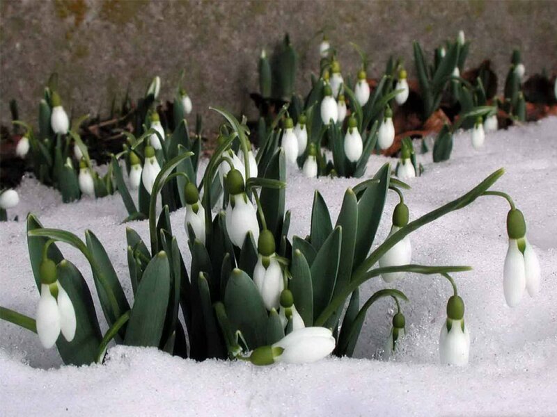 Snowdrops in Snow — White, Serene, Winter, Photograph, Green Leaves