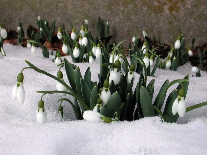 Snowdrops in Snow — White, Serene, Winter, Photograph, Green Leaves, Wall