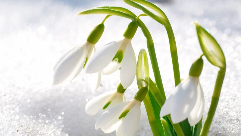 Snowdrops in Snow — White, Serene, Winter, Photograph, Green Stems, Blossoms