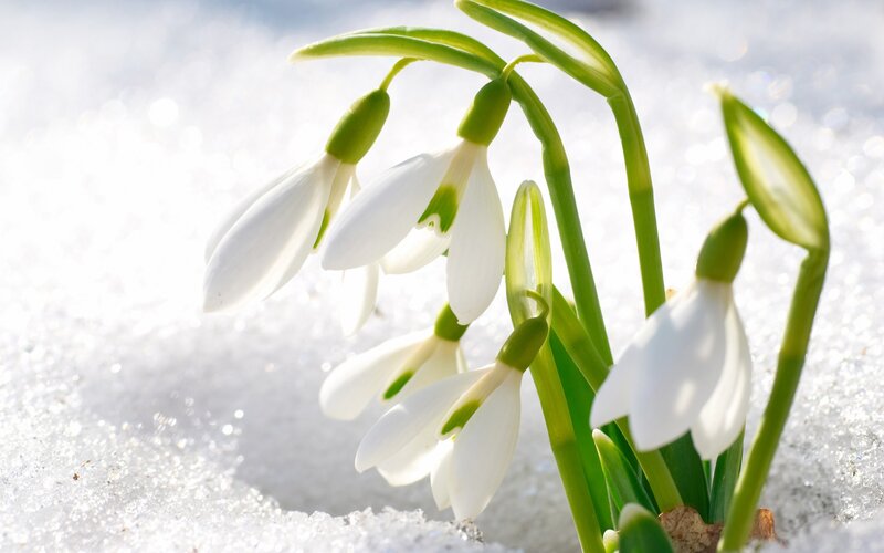 Snowdrops in Snow — White, Serene, Winter, Photograph, Green Stems, Buds