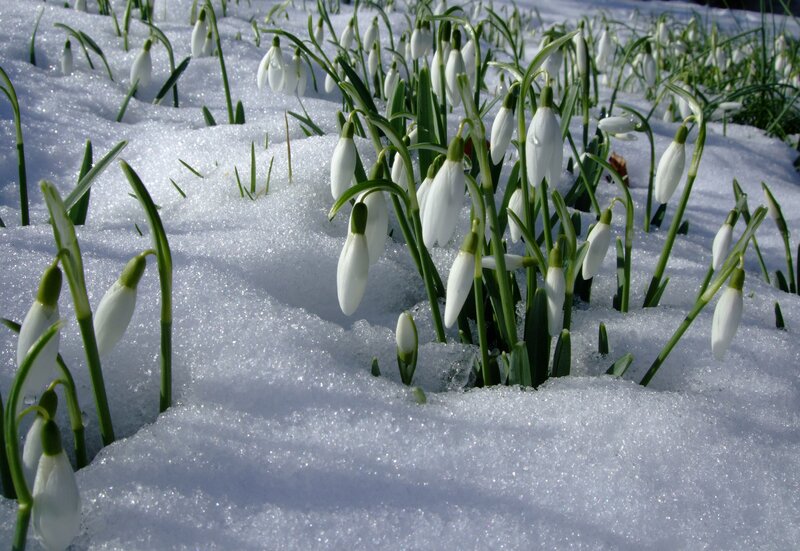 Snowdrops in Snow — White, Serene, Winter, Photograph