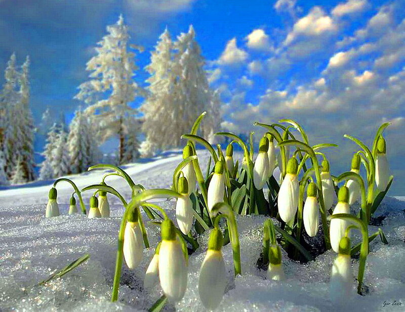 Snowdrops in Snow — White, Serene, Winter