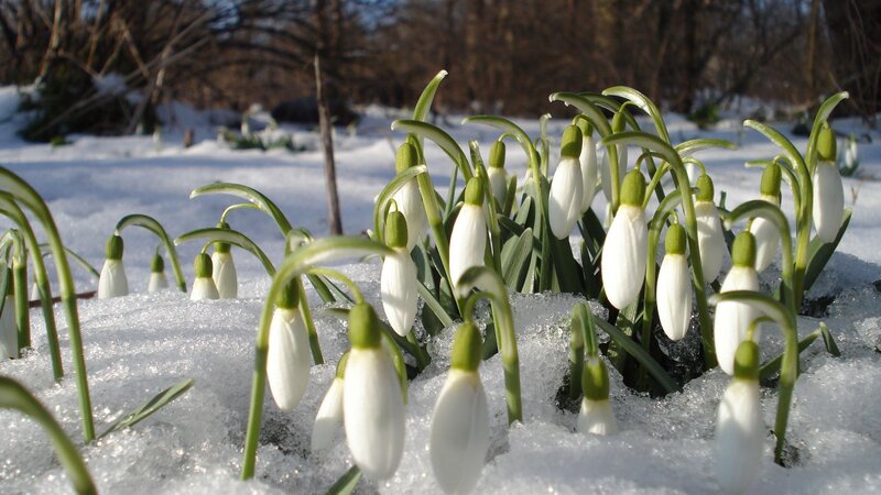 Snowdrops in Snow — White