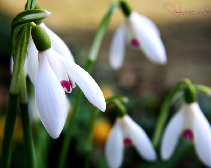 Snowdrops in soft focus