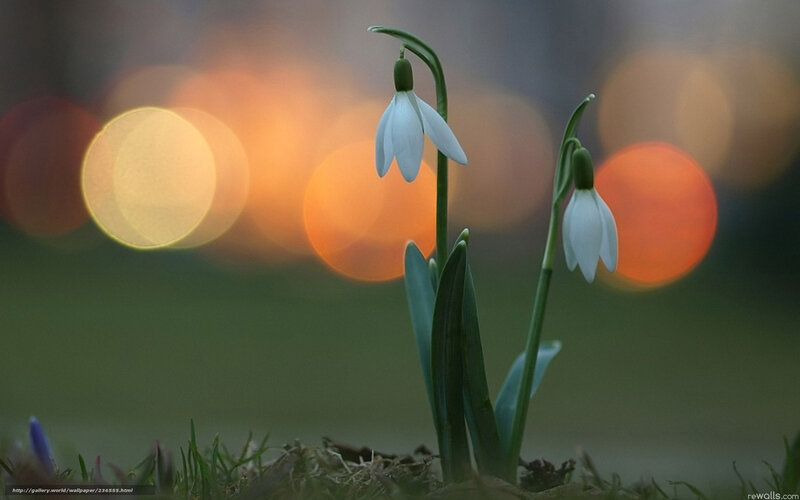 Snowdrops in soft focus
