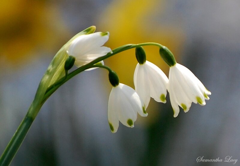 Snowdrops in soft light