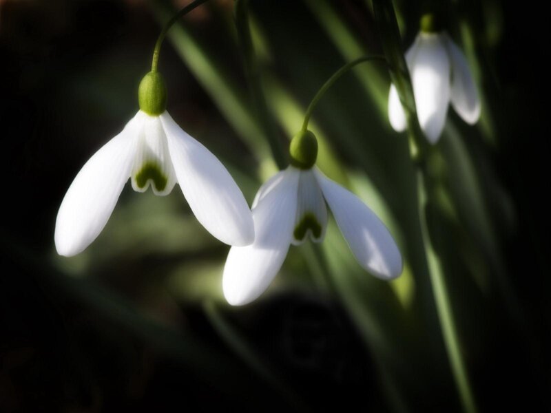 Snowdrops in soft light