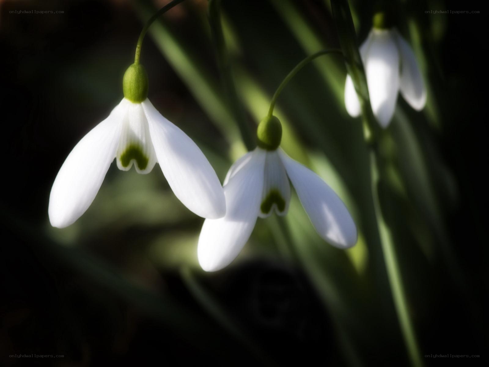 Snowdrops in soft light
