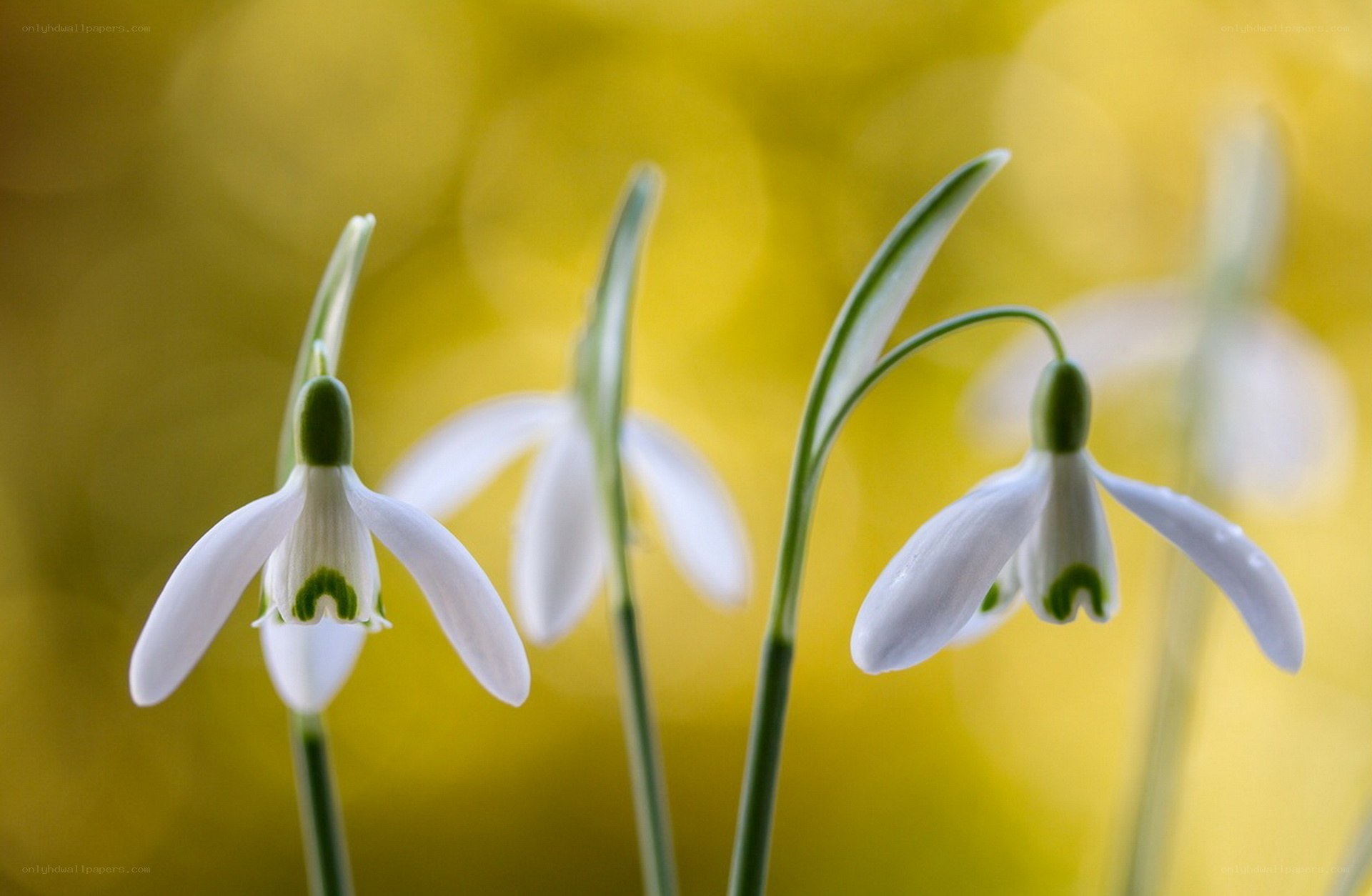 Snowdrops in soft light