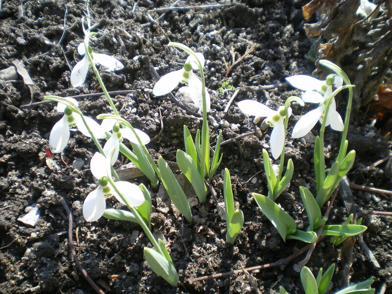 Snowdrops in Soil