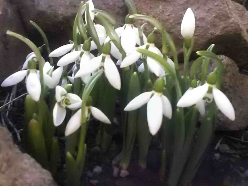 Snowdrops in Soil — White, Calm
