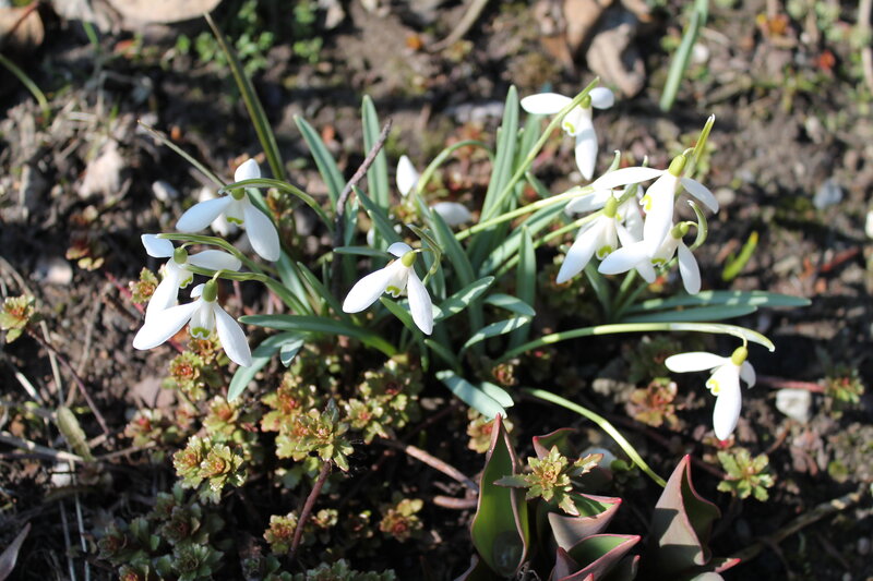 Snowdrops in Soil — White, Natural