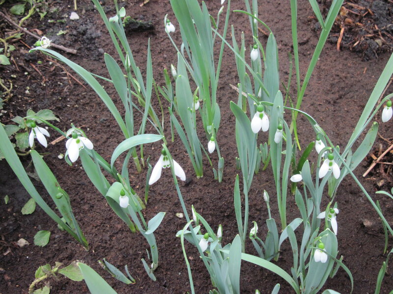 Snowdrops in Soil — White