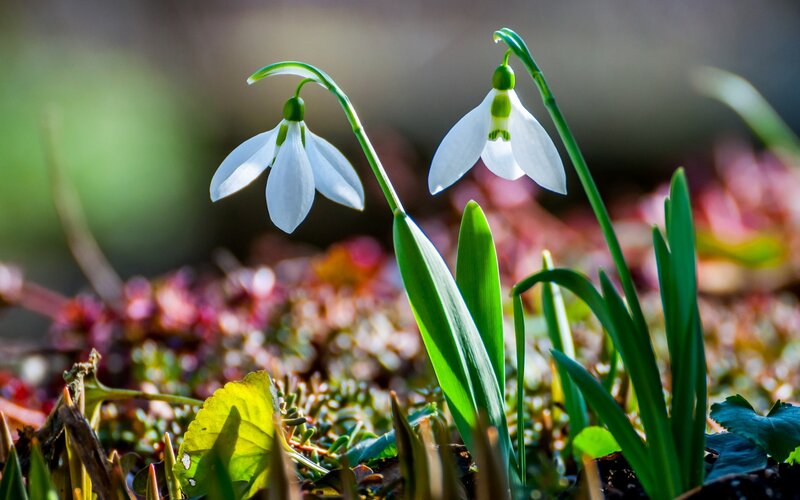 Snowdrops in spring sunlight