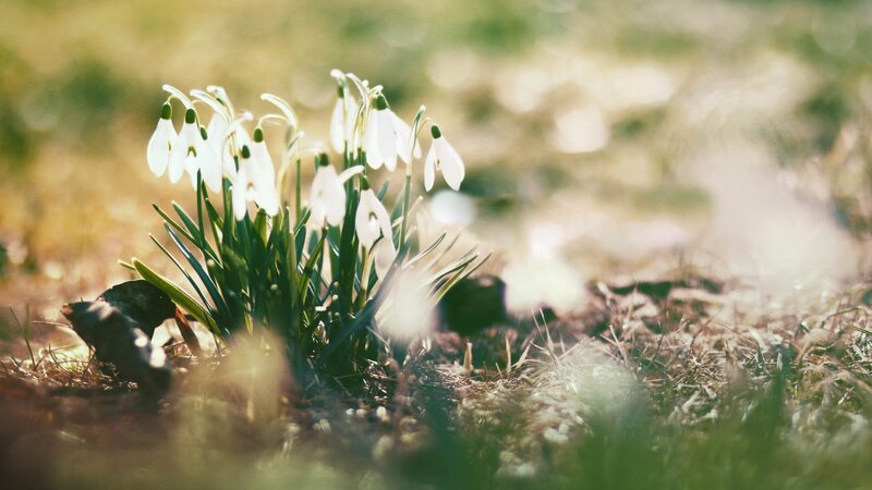 Snowdrops in Spring