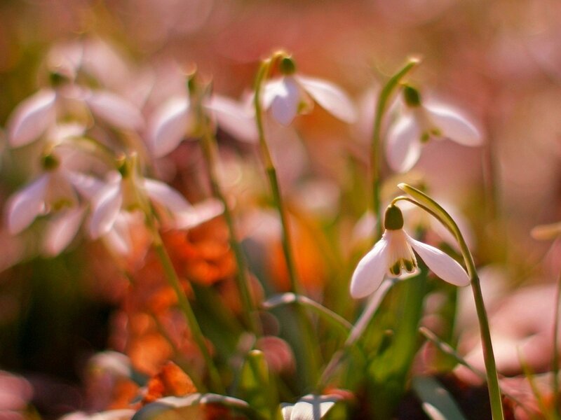 Snowdrops in Sunlight — White, Serene