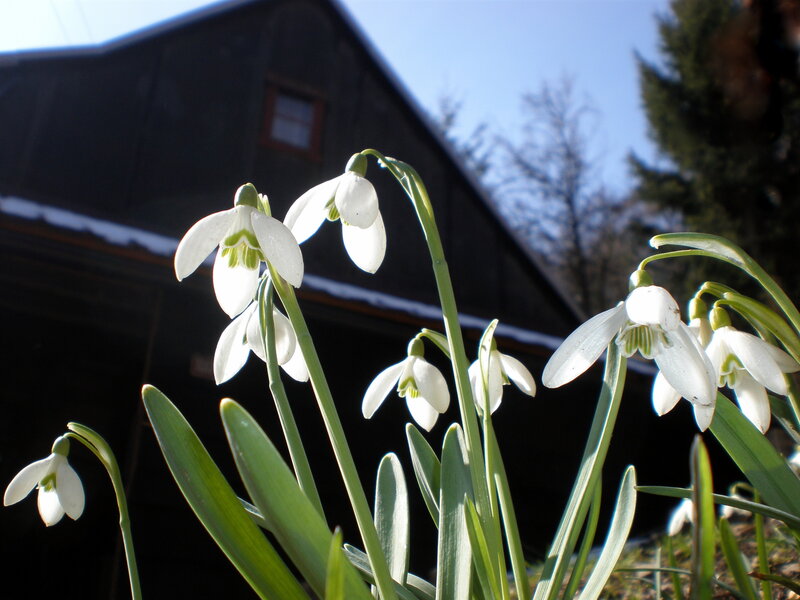 Snowdrops in Sunlight — White