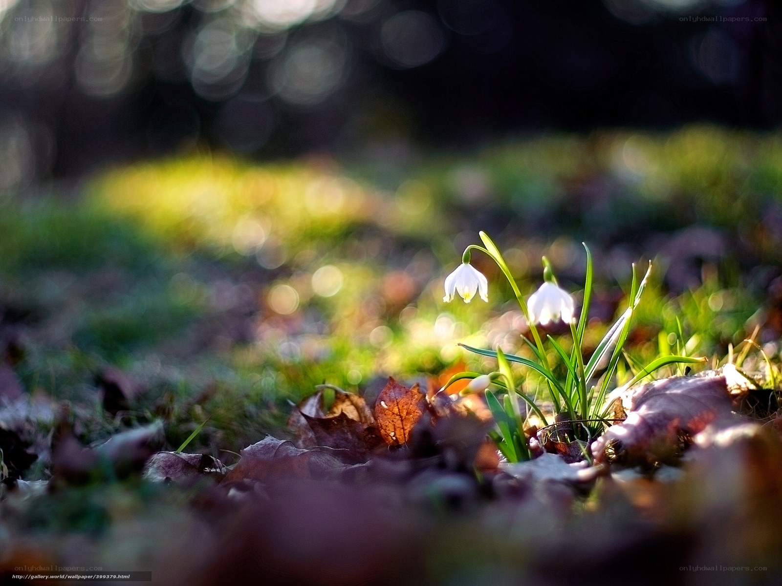 Snowdrops in sunlight