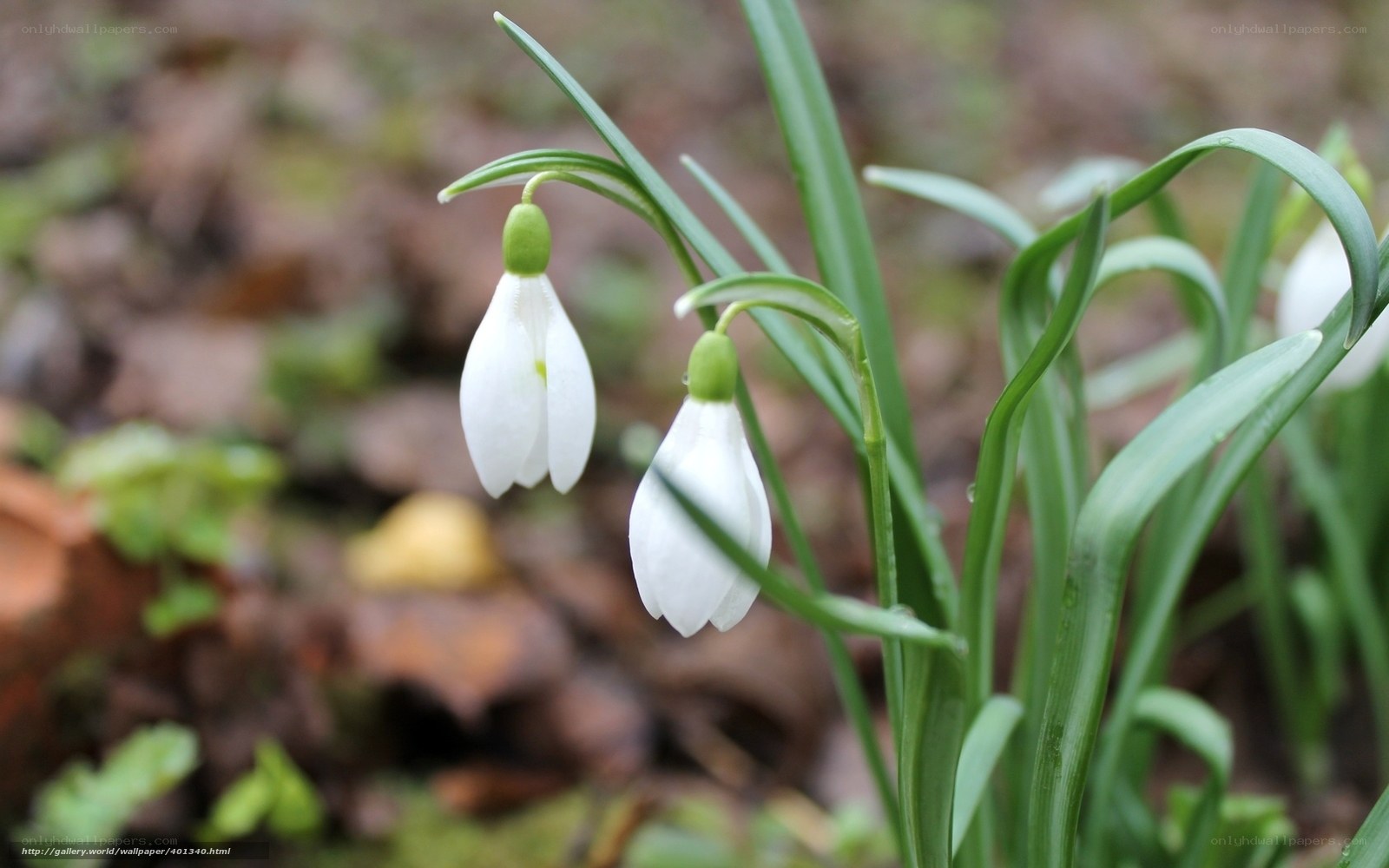 Snowdrops in the forest