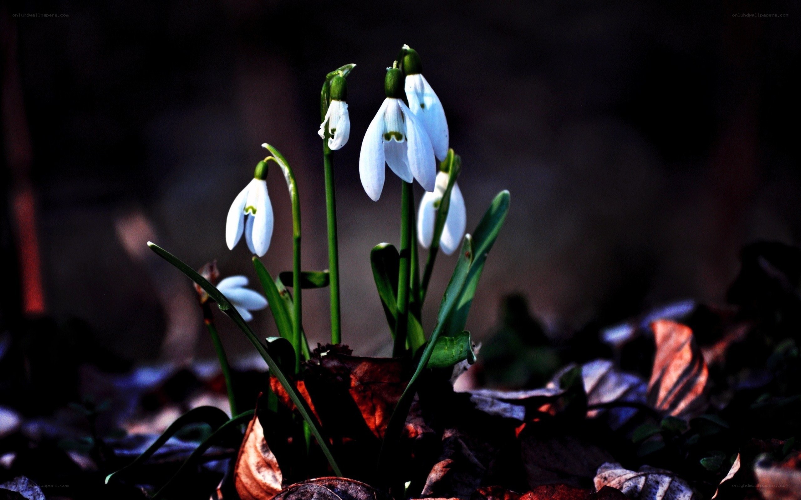 Snowdrops in the forest