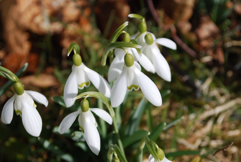Snowdrops in the forest
