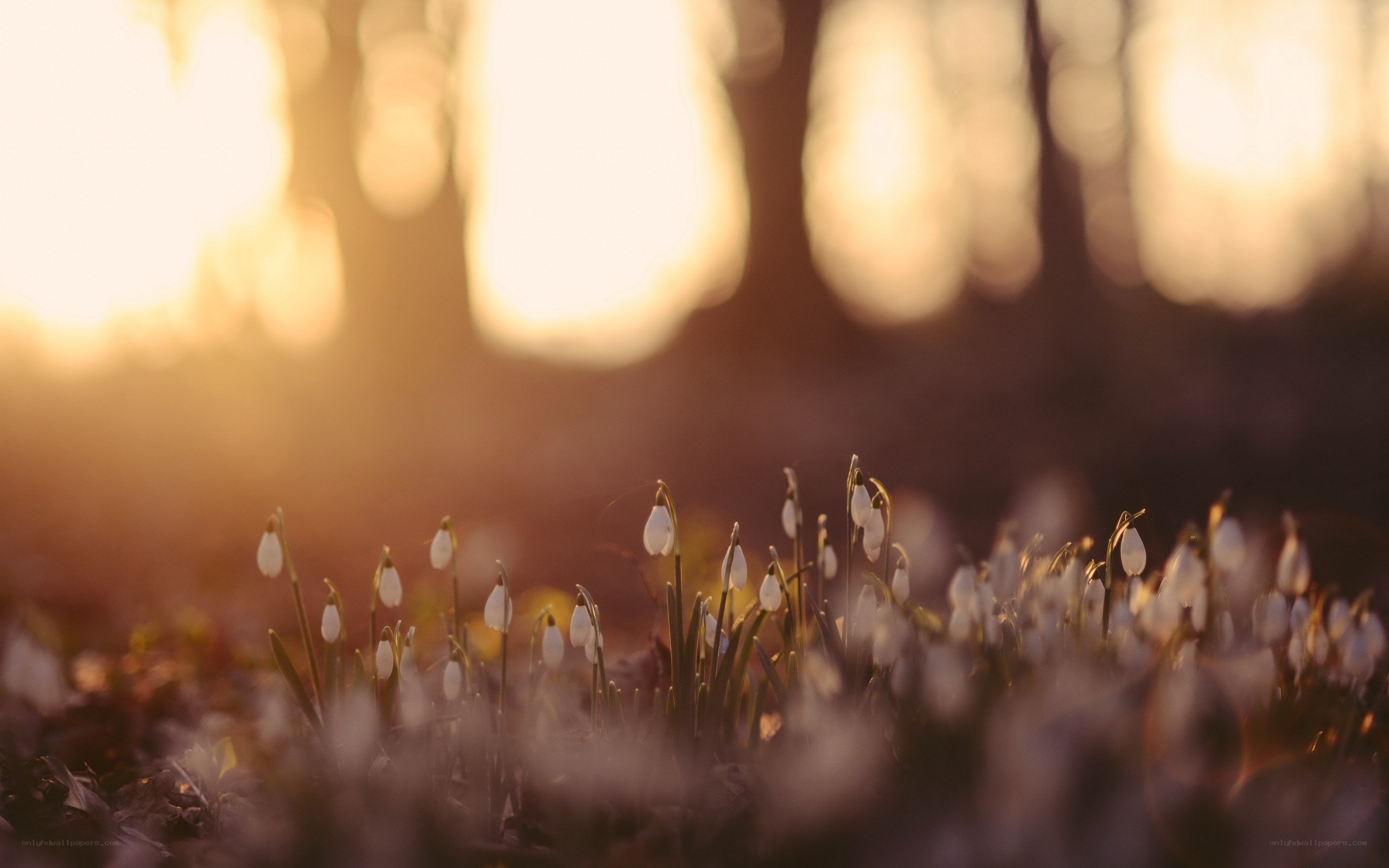 Snowdrops in the forest at sunset