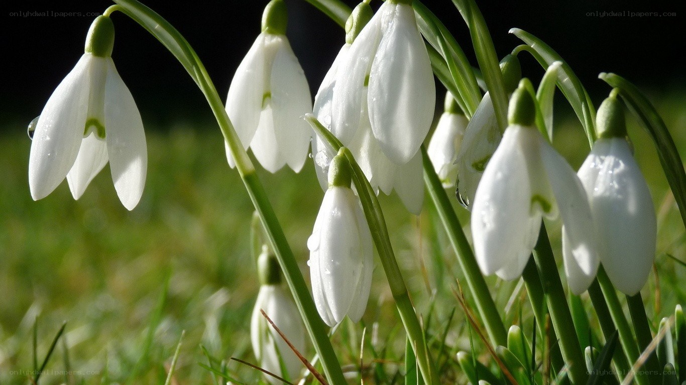 Snowdrops in the morning light