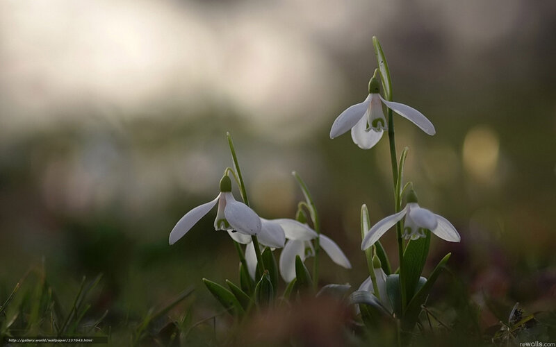 Snowdrops in the morning light