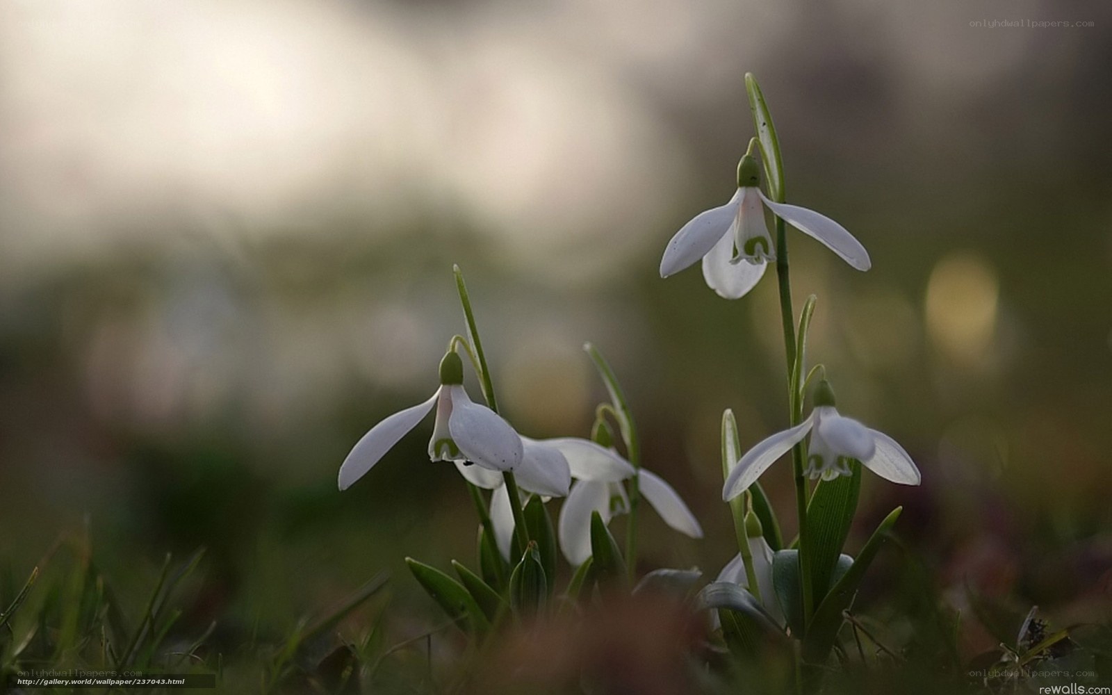 Snowdrops in the morning light