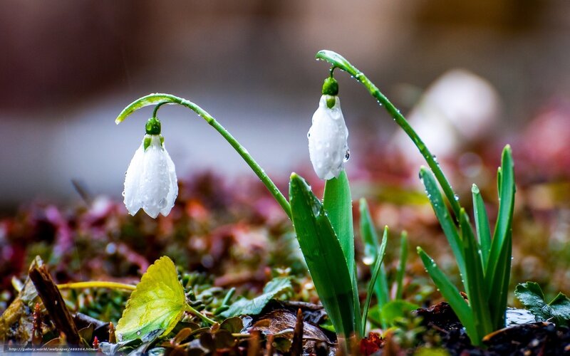 Snowdrops in the rain